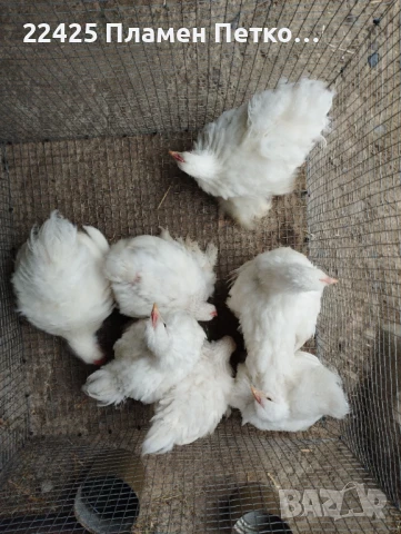 Бял мини кохин на 4 месеца , снимка 3 - Папагали - 51082249