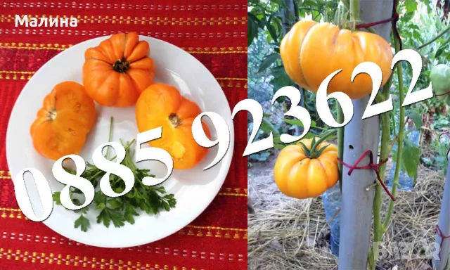 Био Семена Домати Стари Селски Сортове, Пипер, Чери Домати, Тютюн, Пъпеш, снимка 2 - Сортови семена и луковици - 39722488