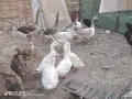 патки гъски петли кокошки, снимка 5