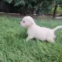 Лабрадор ретривър , снимка 1
