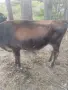 продавам крава Джерсеи на две теллетА , снимка 1