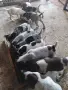 Малки курцхаарчета, снимка 9