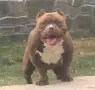 American Bully Pocket, снимка 7