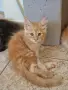котенца Мейн Куун, снимка 10