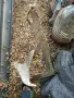 Котва 10 кг, поцинкована , снимка 2