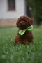 Той пудел Toy poodle, снимка 11