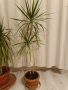 Юка, драцена, сингониум, шефлера, сансивиера, снимка 8
