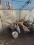 продавам ярки пилета яйца петли пуйки патици , снимка 4