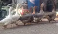продавам гъски и неми патици, снимка 1