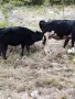 Юница на една година , снимка 8