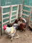 Оплодени яйца от катунски кокошки, снимка 1 - Кокошки и пуйки - 44517883