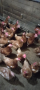 Продавам кокошки , снимка 1 - Кокошки и пуйки - 44550591