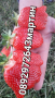 Разсад. ягоди. и. малини , снимка 2