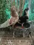 Два чифта дрезгави гълъби , снимка 1
