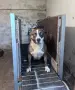 Питбул! Питбули! , снимка 4