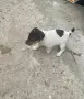 Джак Ръсел териер търси своят нов приятел, снимка 1