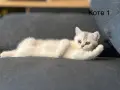 Британско късокосместо коте, снимка 2