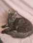 котенца Мейн Куун, снимка 17