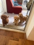 mini Toypudel  мъжко и женско на 3 месеца, снимка 4