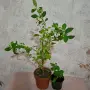 Еуфорбия/Христов венец Цвете, снимка 1