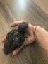 Ръчно хранен Еклектус на 90 дни, снимка 5