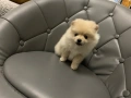 Померан, снимка 1