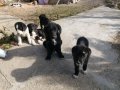 Подарявам малки Кученца. Пловдивско , снимка 1 - Бо - 44168338