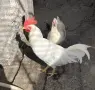 носачки и петле, снимка 4