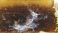 Пчеларски консумативи срещу восъчен молец