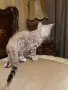Бенгалски котета, снимка 2