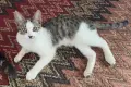 Супер гальовни котета!!!, снимка 16