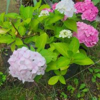Многогодишна студоустойчива хортензия , снимка 3 - Градински цветя и растения - 37338913