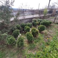 Вечнозелени топчести и дървовидни чемшири, снимка 4 - Градински цветя и растения - 40466313