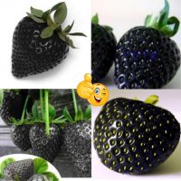 50 семена от плод черна ягода черни ягоди органични плодови ягодови семена от вкусни ягоди отлични , снимка 12 - Сортови семена и луковици - 37706890