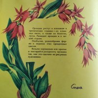 Орхидеи. Альбом для раскрашивания И. Разуваева, 1985г., снимка 2 - Специализирана литература - 30280287