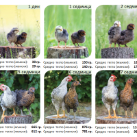 Еднодневни пилета и разплодни яйца, снимка 10 - Кокошки и пуйки - 44728762