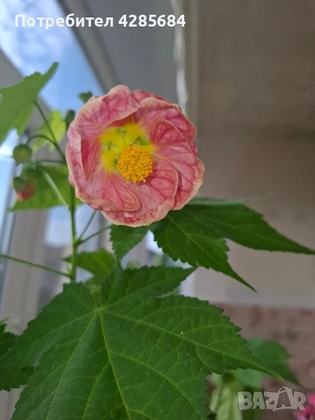 розов абутилон , снимка 1
