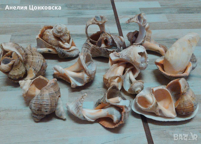 Сувенири от рапани уникати № 2, снимка 1