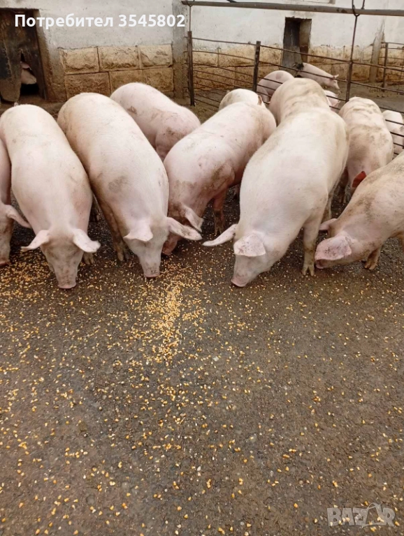 Прасета 6лв/кг, снимка 1