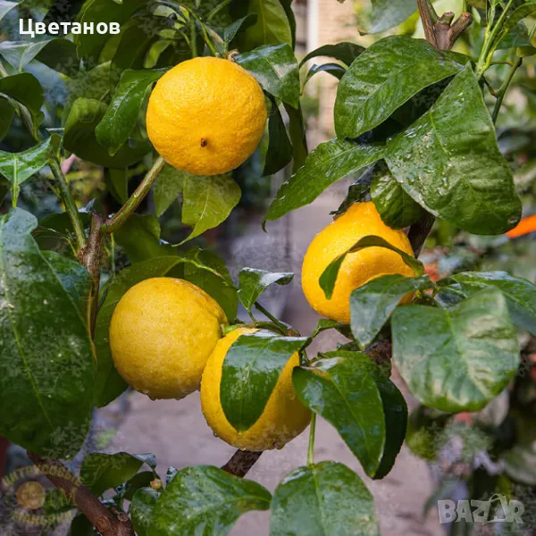 Бергамот, снимка 1