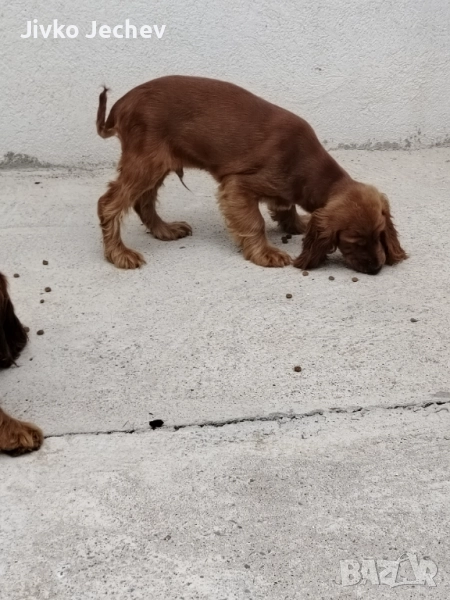 Кокер Шпаньол , снимка 1