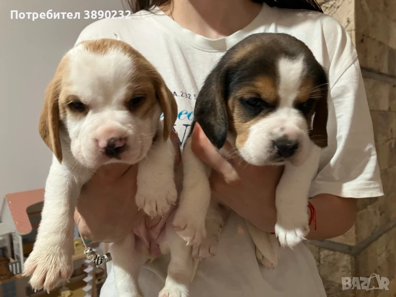 бигъл, снимка 1