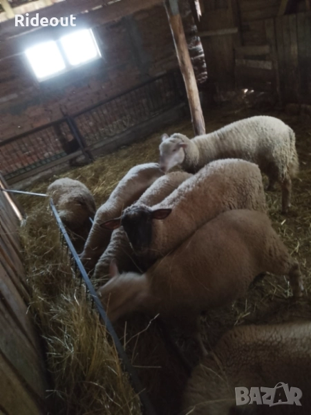 Агнета (Шилета) 10лв/кг, снимка 1