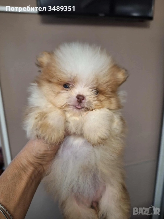 Померан ,померан , снимка 1