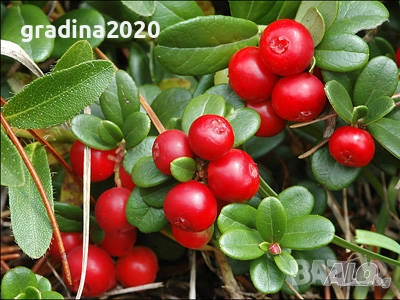 Американската червена боровинка, снимка 1