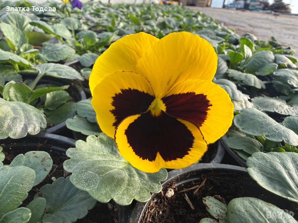 Едроцветна Теменужка , снимка 1