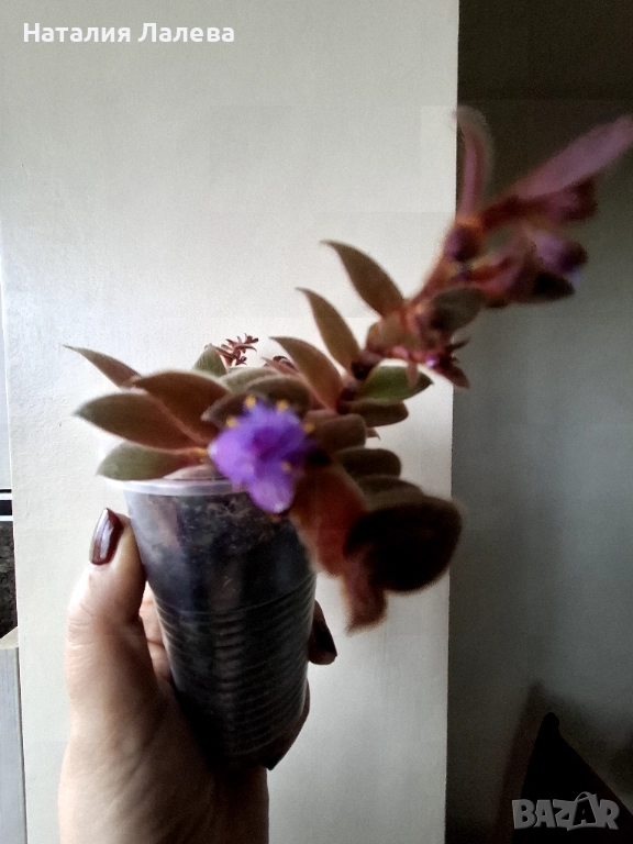 Традесканция, Tradescantia Teddy Bear, снимка 1