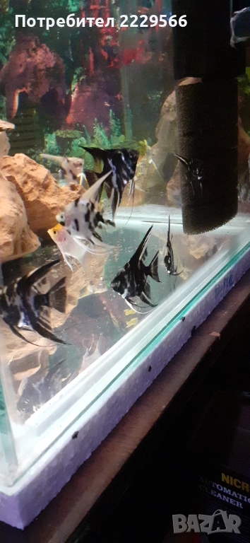 Подарявам рибки, снимка 1