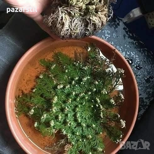 Йерихонска роза , снимка 1