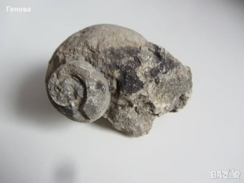 Фосил на охлюв, снимка 1